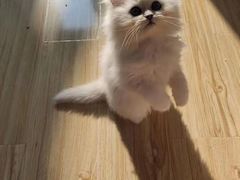 -欣宠猫屋·矮脚拿破仑·蓝金金渐层