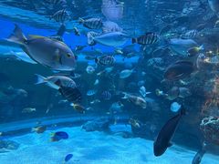 -海合安成都极地海洋公园