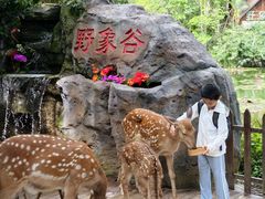 -野象谷景区