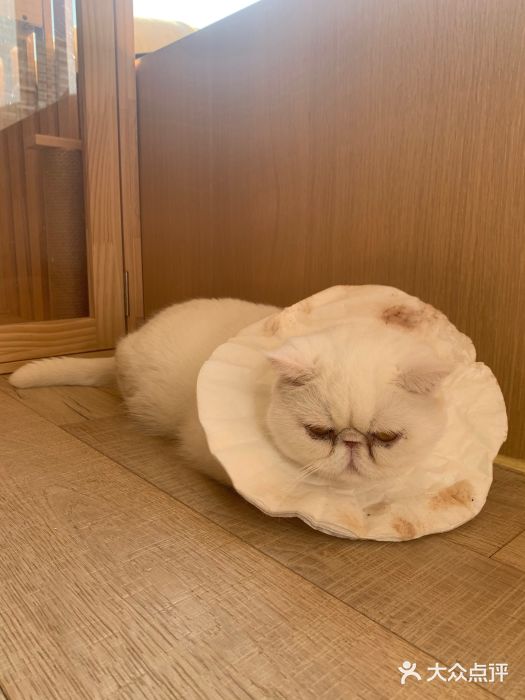 CAT’S MEWSTAR CAFE·喵星球猫屋(晴湾咖啡店)图片