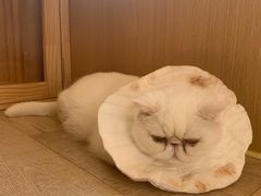 -CAT’S MEWSTAR CAFE·喵星球猫屋(晴湾咖啡店)