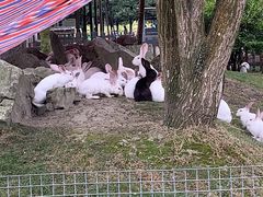 -洪湖家庭农场·团建·露营·会议