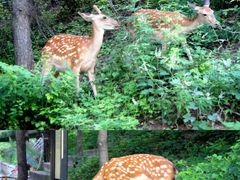 -燕塞湖鸟语林景区