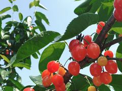 -樱桃山旅游景区