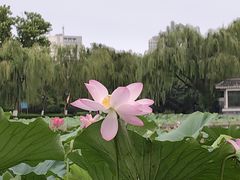 -济南大明湖景区