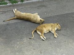 -大连森林动物园