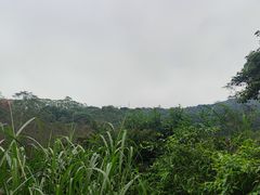 -黄埔油麻山森林公园