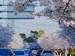 -高东镇樱花园