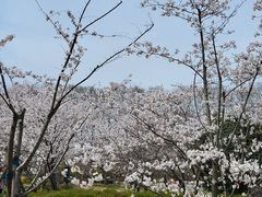-梅花山(明孝陵内)