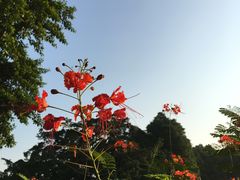 -广州都市观光巴士(粤陶巴)