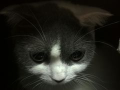 -瑞鹏宠物医院·骨科·猫科·内科(第一中心)