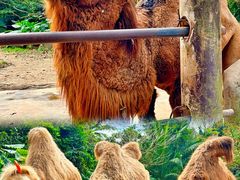 -海南热带野生动植物园