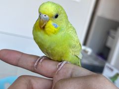 -怪兽屋·羊驼·猫咖·狗咖(俊华广场店)