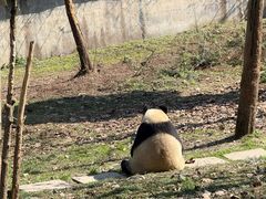 -中国大熊猫保护研究中心雅安碧峰峡基地