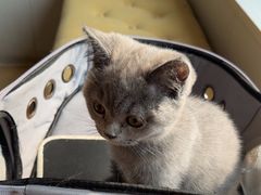 -瑞派宠物医院·犬猫全科·猫友好(宾水西道店)