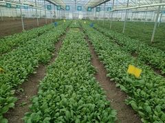 -上膳源有机农场