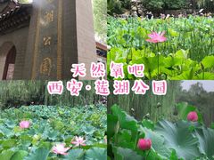 -莲湖公园