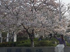 -武汉大学-樱园