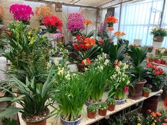 -金陵花卉交易市场