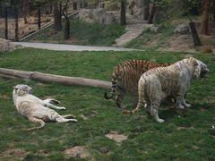 -大连森林动物园