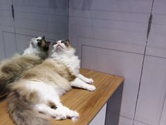 -老吴的猫·猫舍(新区店)