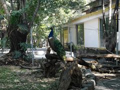 -瑞丽独树成林风景区