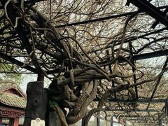 -桂湖森林公园