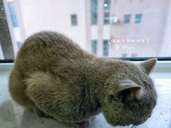 -鼓捣猫呢主题猫咖店