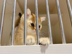 -东方名猫馆·英短金渐层布偶猫舍(环线广场1号楼店)