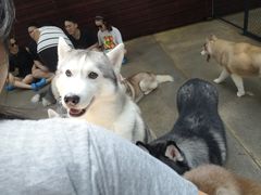 -TrueLove @ Neverland (Husky Cafe)