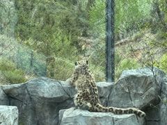 -青藏高原野生动物园