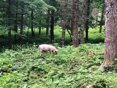 -硗碛藏寨·神木垒景区