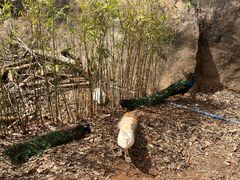 -海南热带野生动植物园