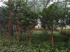 -徐家汇源景区-衡山公园