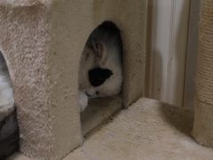 -猫小院猫主题咖啡厅(北锣店)