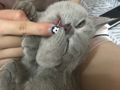 -袖虎·猫馆(体育西路店)