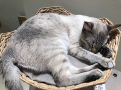 -藏猫猫咖啡主题馆(中央大道店)