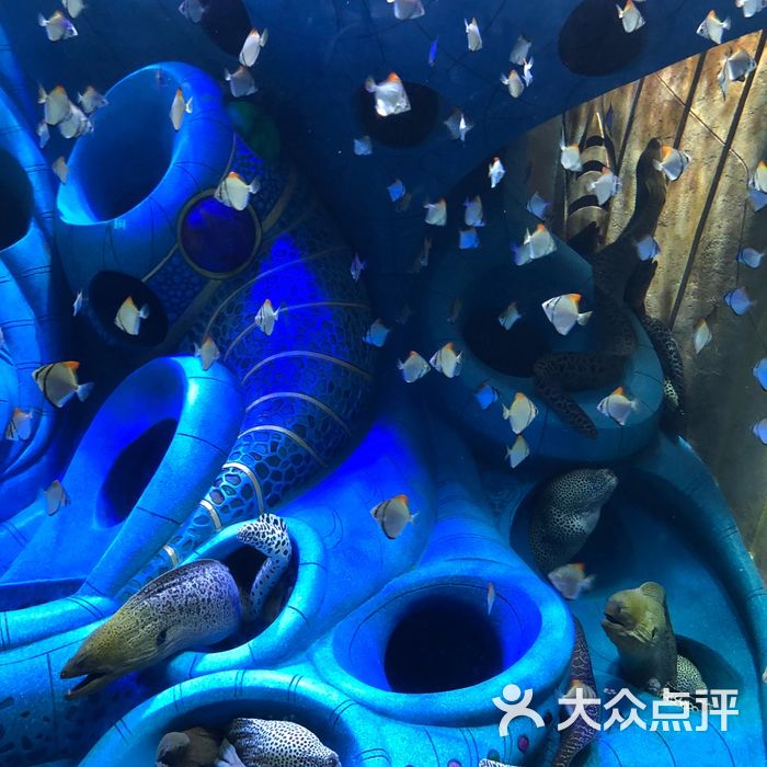 亞特蘭蒂斯失落的空間水族館圖片-北京海洋館-大眾點評網