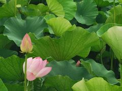 -荷塘月色湿地公园·向阳花洲