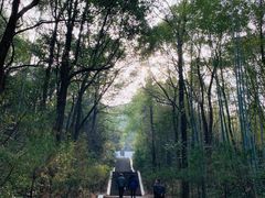 -青龙山国家森林公园