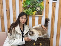 -青奢宠物·青奢猫舍