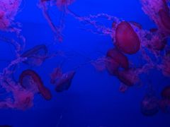 -蓬莱欧乐堡海洋极地世界