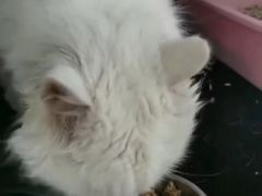 -北京观赏动物医院·24小时大型综合·猫专科·异宠专科
