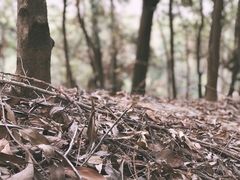 -中山市树木园