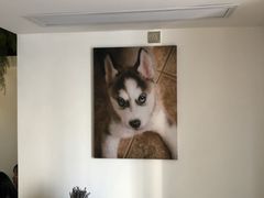 -Husky Go! 哈士奇体验馆·宠物咖啡厅狗咖