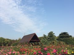 -上海滨江森林公园