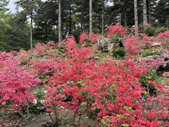 -洛阳白云山景区