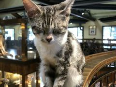 -more than meow吴止猫主题餐厅(承德 中船汇店)