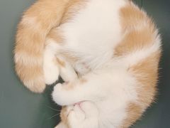 -飞行喵MR PILOT|猫舍·猫咖(静安大融城店)