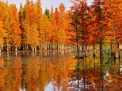 -白鹭湾湿地公园